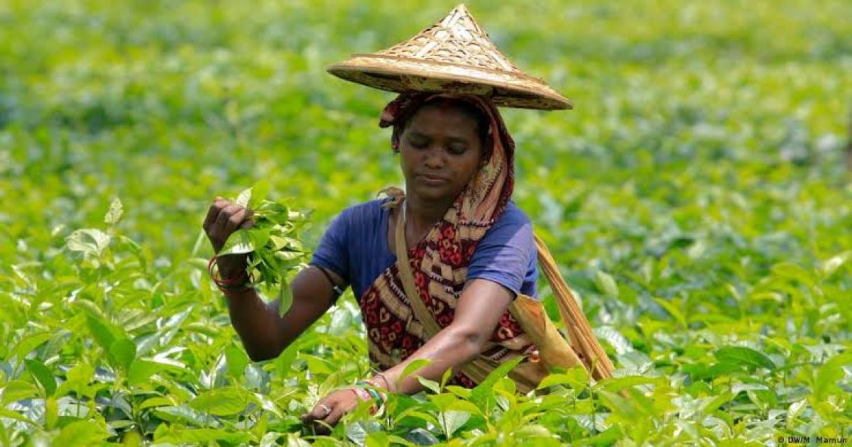 সীমান্তের অবৈধ পথে আনা চা পাতায় ক্ষতির শঙ্কা
